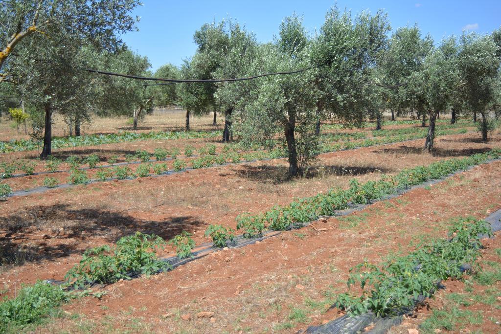 Villa Agriturismo "Terra D'Ulivi" Porto Cesareo Exterior foto